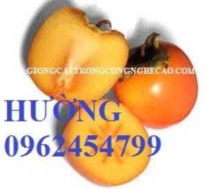 Cung cấp giống cây hồng không hạt, hồng nhân hậu. địa chỉ cung cấp cây giống toàn quốc
