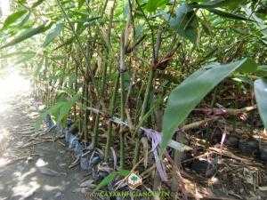 Cây Tre Mạnh Tông