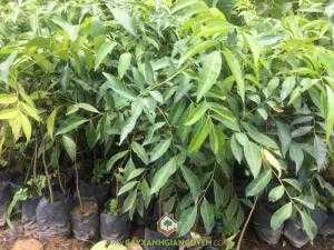 Cây Mắc Mật