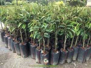 Cây Sầu Riêng Ri6