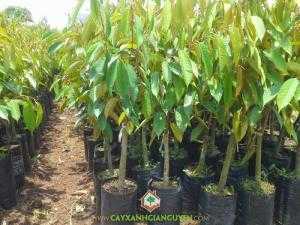 Cây Sầu Riêng Ri6