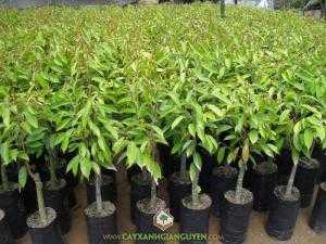 Cây Sầu Riêng Ri6