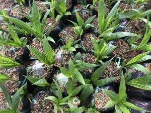 Cây Dừa Dứa