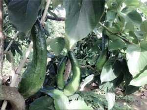 Bơ 034 đầu mùa Bảo Lộc
