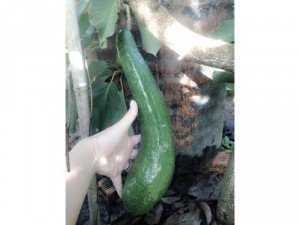 Bơ 034 đầu mùa Bảo Lộc