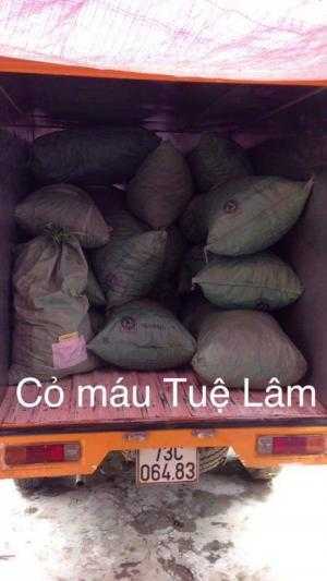 Cỏ máu Tuệ lâm Quảng bình