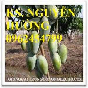 Cung cấp cây giống xoài thái miền nam, xoài thái, xoài thái tím, giao cây toàn quốc