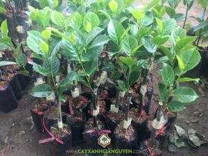 Cây Mít Không Hạt