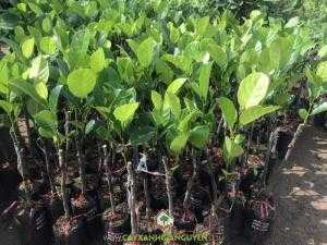 Cây Mít Ruột Đỏ