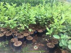 Cây Ổi Nữ Hoàng