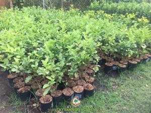Cây Ổi Nữ Hoàng