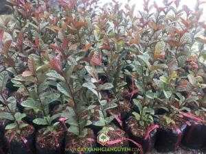 Cây Ổi Tím