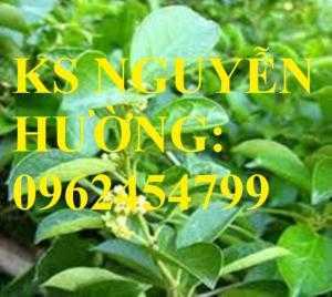Cung cấp cây giống thìa canh, cây dây muôi, cây lừa ty rừng, giao cây toàn quốc