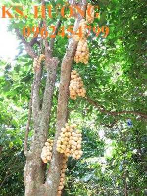 Cung cấp cây giống ăn quả, cây bòn bon, cây dâu da đất, cây lòn bon, giao cây toàn quốc