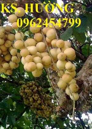 Cung cấp cây giống ăn quả, cây bòn bon, cây dâu da đất, cây lòn bon, giao cây toàn quốc