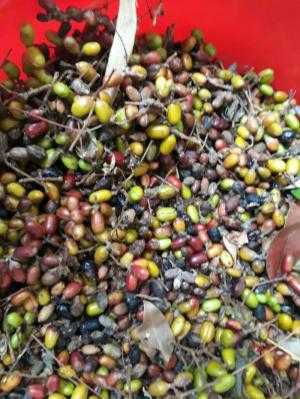 Giống.mật.nhân.bách.bệnh
