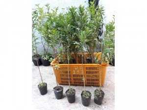 Phôi tree cúc thân gỗ
