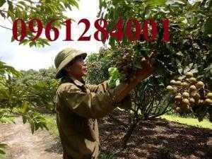 Cây giống nhãn hương chi, nhãn hương chi, nhãn lồng Hưng Yên