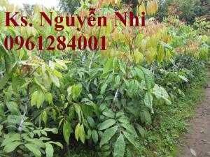 Cây giống nhãn hương chi, nhãn hương chi, nhãn lồng Hưng Yên