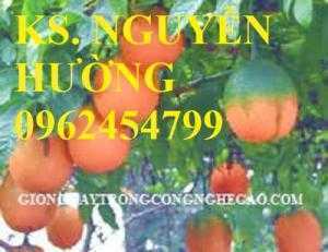 Cung cấp giống cây gấc, quả gấc số lượng lớn, trung tâm cung cấp cây giống chất lượng, giao cây toàn quốc