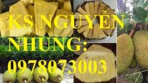 Cung cấp cây giống mít không hạt, mít hạt lép cho năng suất cao, trung tâm giao cây toàn quốc