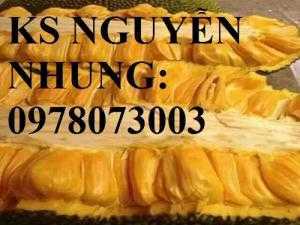 Giong cây trồng công nghệ cao cung cấp mít trái dài, mít ruột đỏ, mít không hạt, cây giống cho năng suất cao