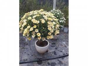Tree cúc họa mi lớn