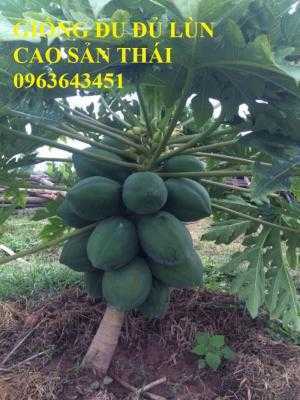 Cung cấp cây giống, hạt giống đu đủ lùn cao sản Thái Lan, đu đủ lùn siêu lùn siêu quả, đu đủ lùn Thái ruột vàng