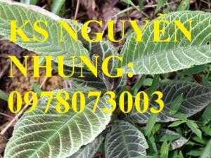 Cung cấp giống cây dược liệu, cây khôi nhung, cây đẳng sâm, cây đương quy, giao cây toàn quốc