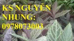 Cung cấp giống cây dược liệu, cây khôi nhung, cây đẳng sâm, cây đương quy, giao cây toàn quốc
