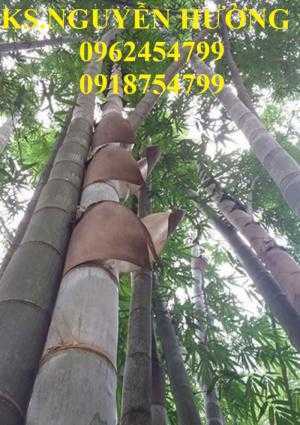 Cung cấp cây giống tre khổng lồ, tre thái lan, cây giống chất lượng cho năng suất cao, giao cây toàn quốc