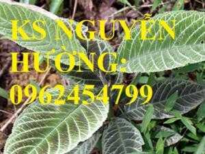 Giống cây dược liệu, cây khôi nhung, cây đẳng sâm, cây đương quy, giao cây toàn quốc