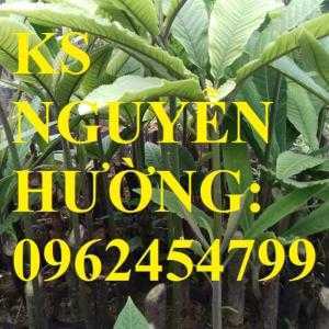 Giống cây dược liệu, cây khôi nhung, cây đẳng sâm, cây đương quy, giao cây toàn quốc