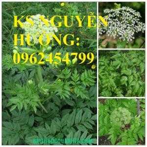Giống cây dược liệu, cây khôi nhung, cây đẳng sâm, cây đương quy, giao cây toàn quốc