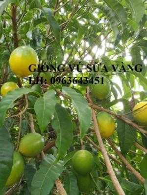 Cung cấp cây giống vú sữa vàng, giống vú sữa Abiu, giống vú sữa vỏ vàng Đài Loan nhập khẩu chuẩn, uy tín, chất lượng