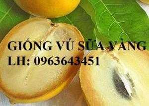Cung cấp cây giống vú sữa vàng, giống vú sữa Abiu, giống vú sữa vỏ vàng Đài Loan nhập khẩu chuẩn, uy tín, chất lượng