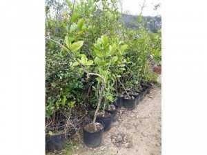 Sỉ cây giống mai xanh Đà Lạt