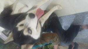 Bán husky 2 màu mắt