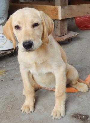 Bán chó Labrador