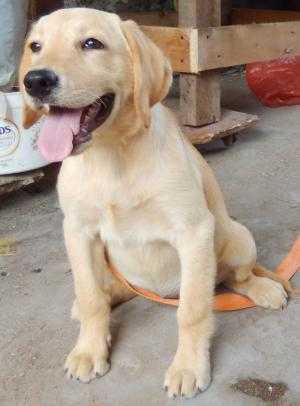 Bán chó Labrador