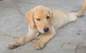 Bán chó Labrador