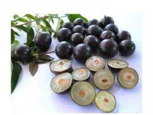 Cây nho thân gỗ 1 mét xum xuê