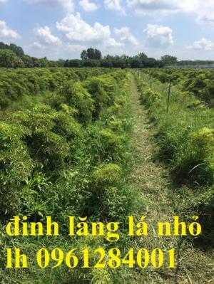 Điểm bán giống cây đinh lăng, đinh lăng lá nhỏ, đinh lăng lá nếp, cây giống đinh lăng, cây giống dược liệu