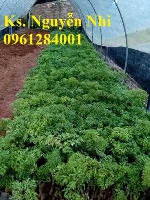 Điểm bán giống cây đinh lăng, đinh lăng lá nhỏ, đinh lăng lá nếp, cây giống đinh lăng, cây giống dược liệu