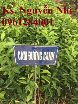 Giống cây cam canh, cam đường canh, giống cây cam canh chất lượng cao
