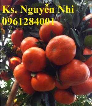 Giống cây cam canh, cam đường canh, giống cây cam canh chất lượng cao
