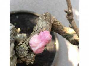 Tỳ Hưu RuBy Hồng