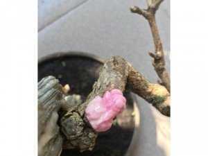 Tỳ Hưu RuBy Hồng