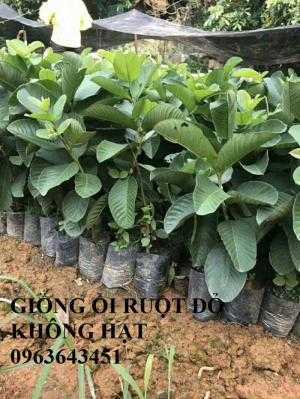 Cung cấp cây giống ổi ruột đỏ không hạt Đài Loan, ổi Ruby, ổi đỏ Đài Loan chân trâu năng suất cao