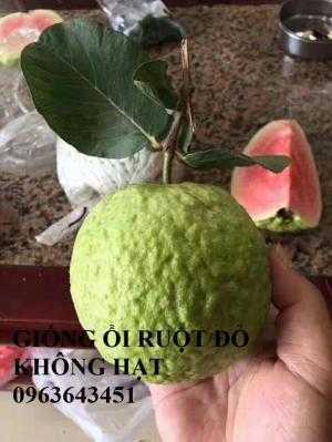 Cung cấp cây giống ổi ruột đỏ không hạt Đài Loan, ổi Ruby, ổi đỏ Đài Loan chân trâu năng suất cao